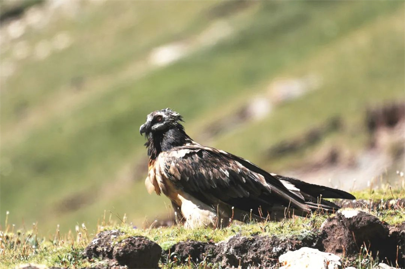 Photographer takes pictures of rare wild animals in China's Sanjiangyuan National Park