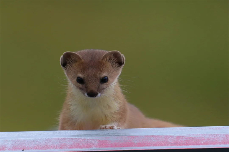 Photographer takes pictures of rare wild animals in China's Sanjiangyuan National Park