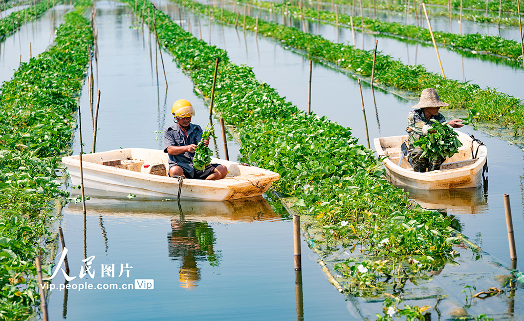 Farmers harvest vegetables grown at green aquaponics base in China's Jiangxi