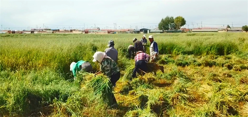 Farmers busy harvesting crops reap benefits in county in NW China's Qinghai