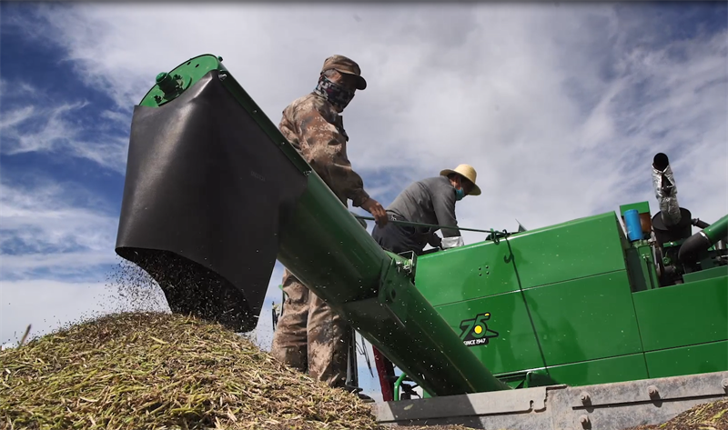 Farmers busy harvesting crops reap benefits in county in NW China's Qinghai