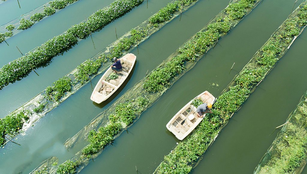 Farmers harvest vegetables grown at green aquaponics base in China's Jiangxi