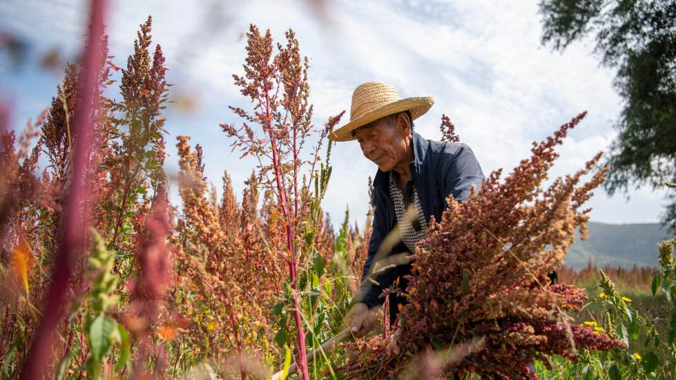 Quinoa enters busy harvest season in Jingle County, N China's Shanxi