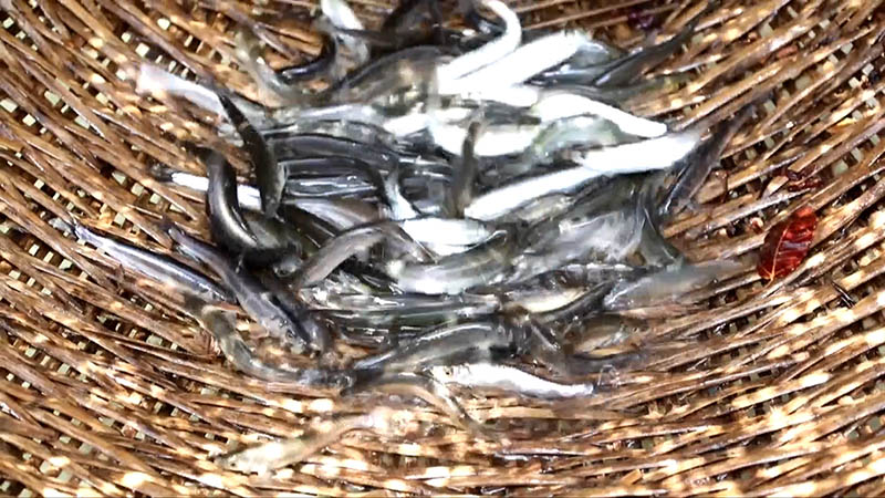 Extraordinary sight captured of fishermen catching Kanglang fish using waterwheel fishing technique in SW China's Yunnan