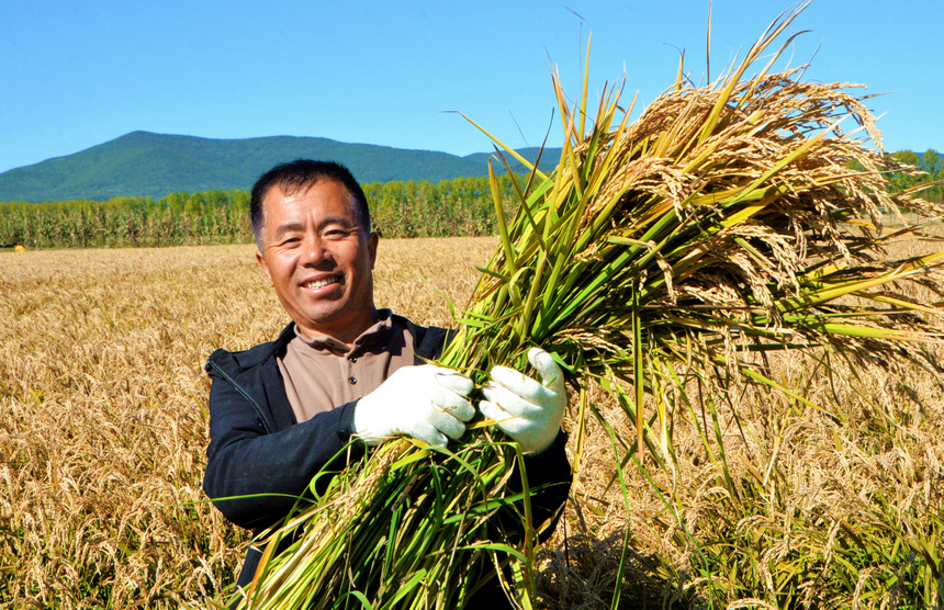 Beidahuang in NE China embraces bumper harvest