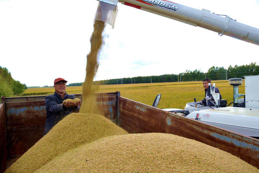 Beidahuang in NE China embraces bumper harvest