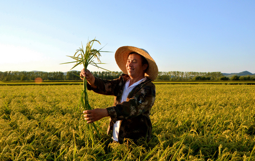 Beidahuang in NE China embraces bumper harvest