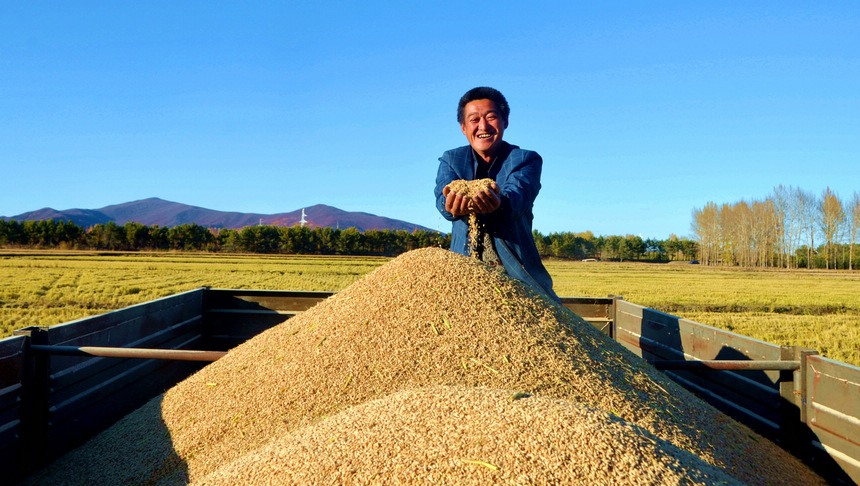 Beidahuang in NE China embraces bumper harvest