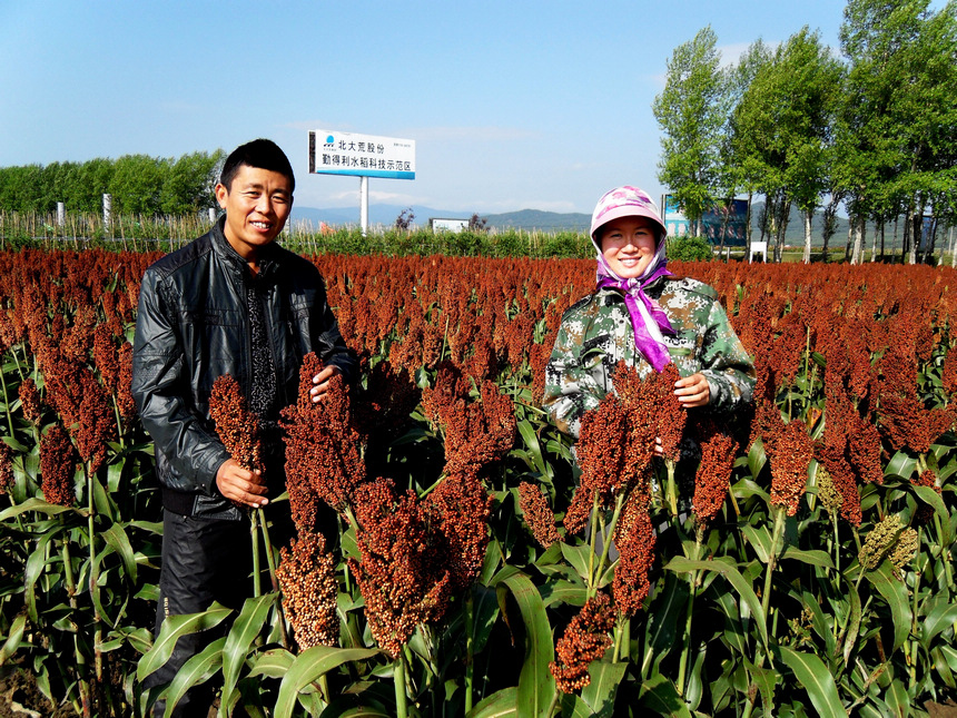 Beidahuang in NE China embraces bumper harvest