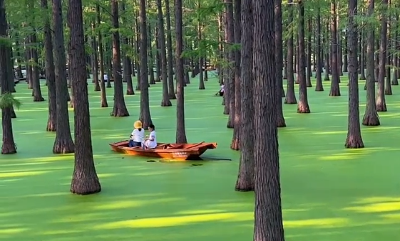 Amazing forest on water