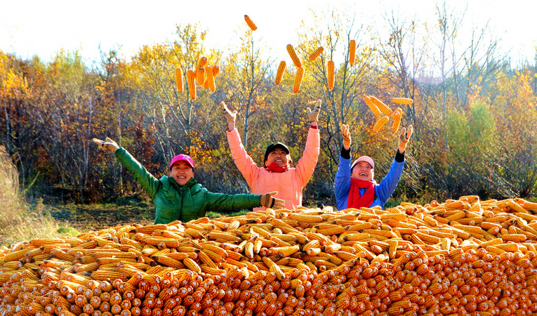 Beidahuang in NE China embraces bumper harvest