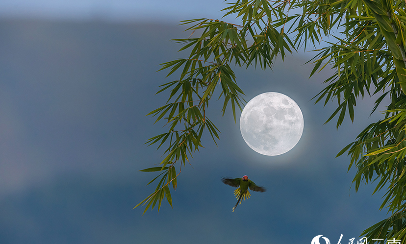 Photographer captures a rare picture of 22 blossom-headed parakeets in SW China's Yunnan