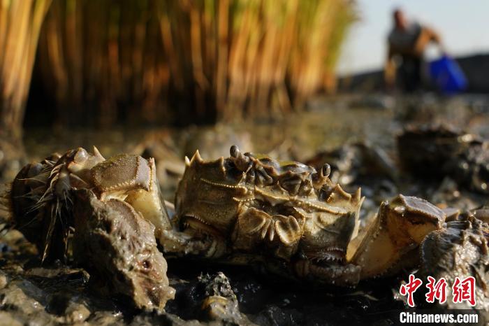 Farmers harvest rice, crabs in rice fields in north China's Hebei