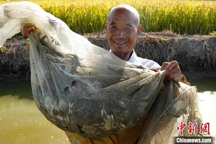 Farmers harvest rice, crabs in rice fields in north China's Hebei