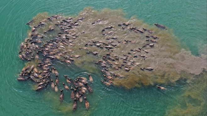 A magnificent view of water buffalo wading across China's Jialing River