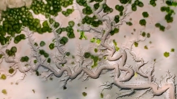 Tree-shape formation appears on Qiantang River