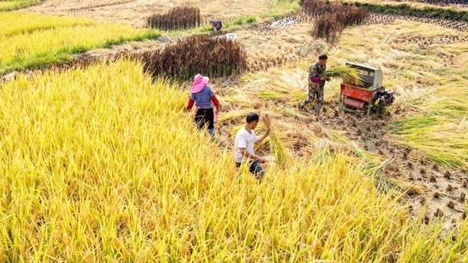 Yangtze River areas complete 25% of autumn grain harvest amid 'limited impact' from record drought