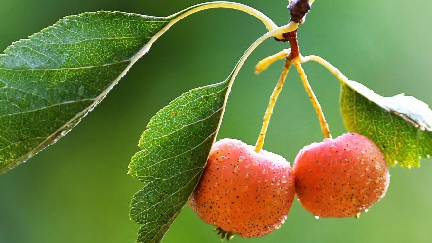 In pics: autumn scenery across China