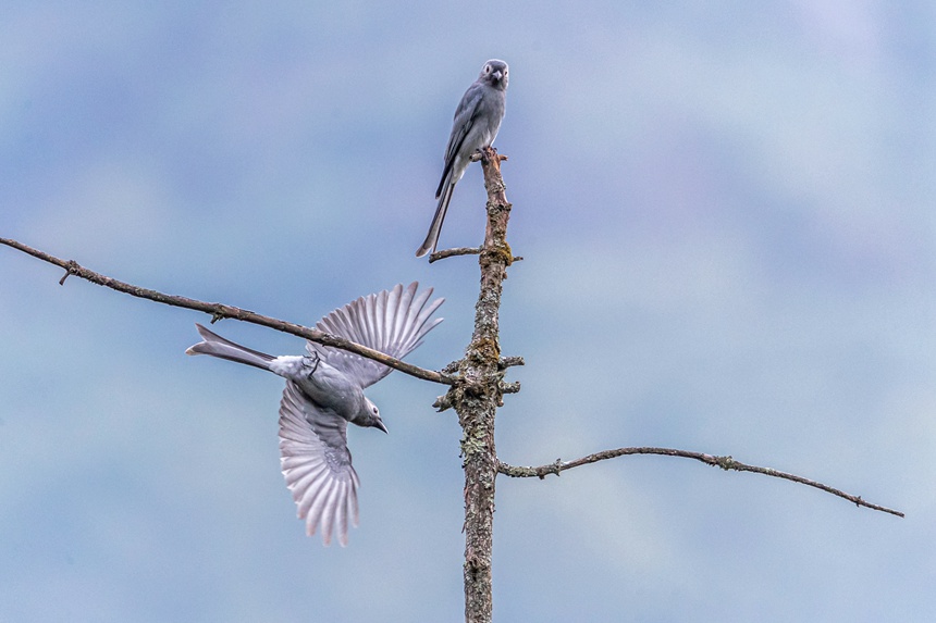 Nanchuan district of SW China's Chongqing becomes bird's paradise