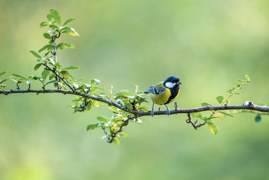 Nanchuan district of SW China's Chongqing becomes bird's paradise