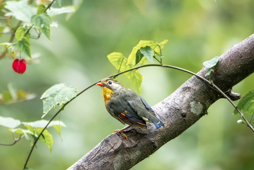 Nanchuan district of SW China's Chongqing becomes bird's paradise