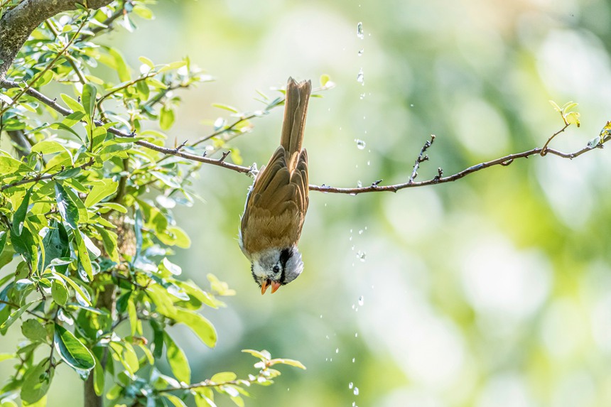 Nanchuan district of SW China's Chongqing becomes bird's paradise