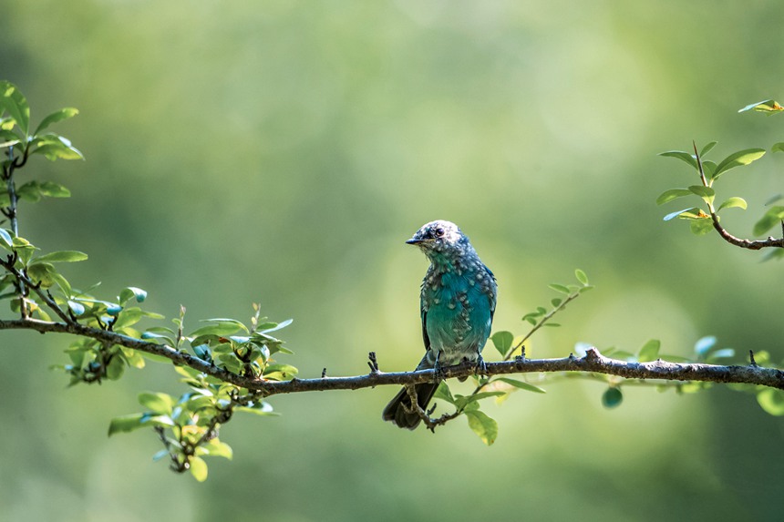 Nanchuan district of SW China's Chongqing becomes bird's paradise