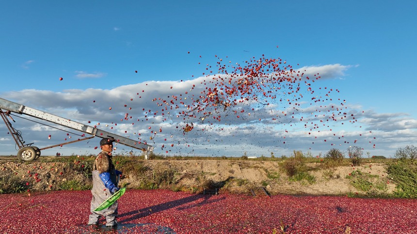 Largest cranberry planting base in China enters harvest season