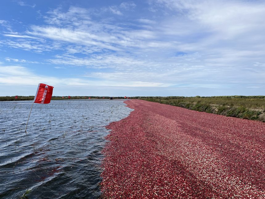 Largest cranberry planting base in China enters harvest season