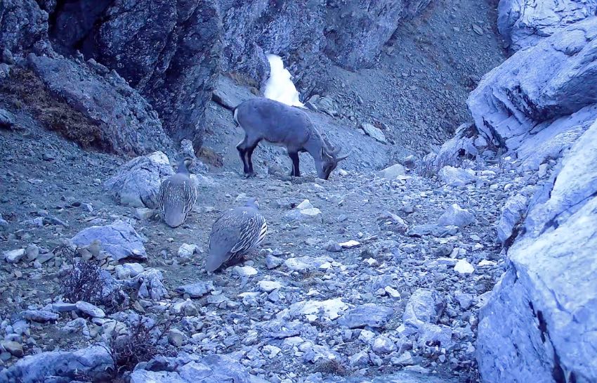 Muli county in SW China's Sichuan makes remarkable progress in wild animal protection