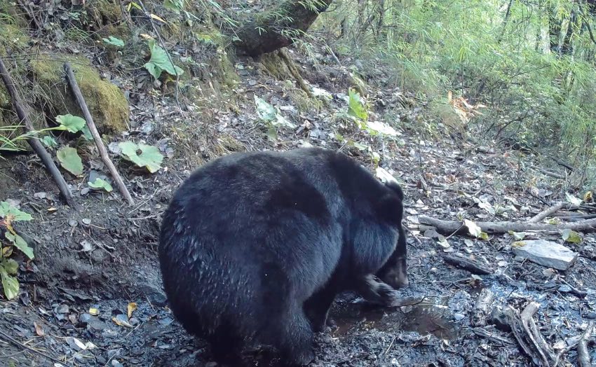 Muli county in SW China's Sichuan makes remarkable progress in wild animal protection