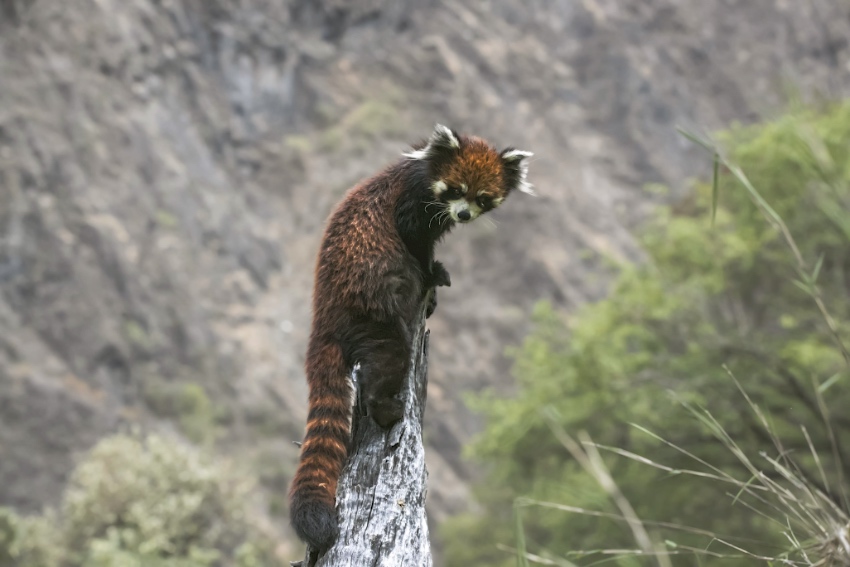 Muli county in SW China's Sichuan makes remarkable progress in wild animal protection