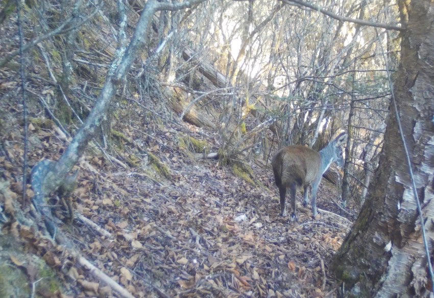 Muli county in SW China's Sichuan makes remarkable progress in wild animal protection