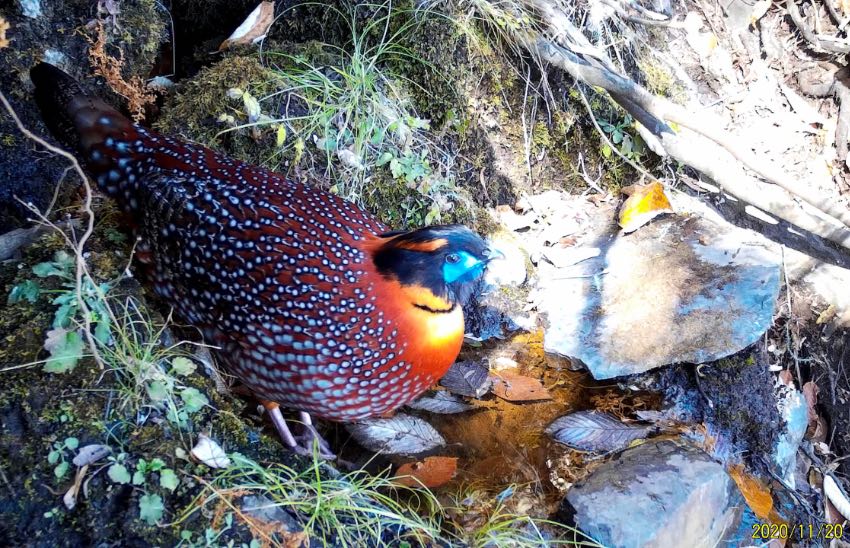 Muli county in SW China's Sichuan makes remarkable progress in wild animal protection