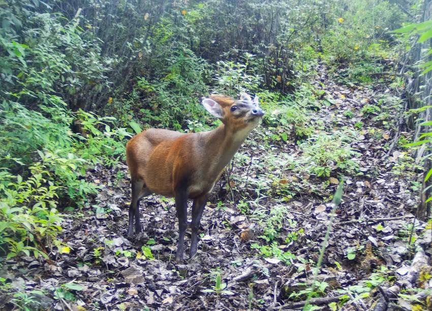 Muli county in SW China's Sichuan makes remarkable progress in wild animal protection