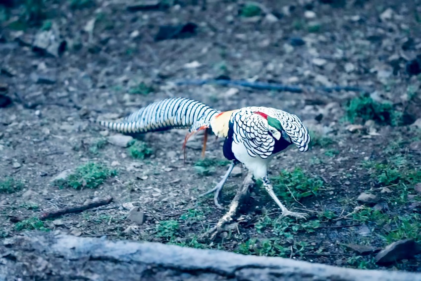 A lady amherst pheasant is seen in Muli county, Liangshan Yi Autonomous Prefecture, southwest China's Sichuan Province. (Photo courtesy of the publicity department of the CPC Liangshan Yi Autonomous Prefecture Committee)