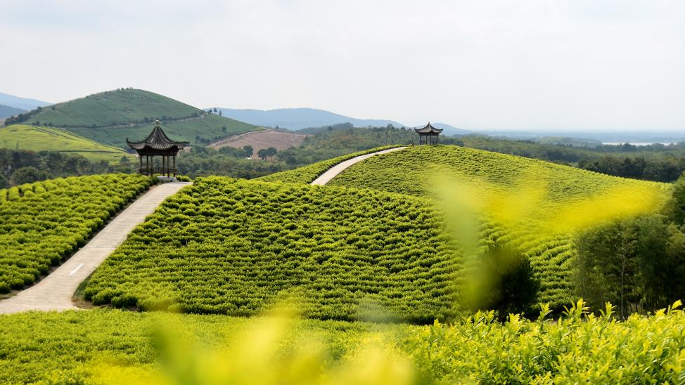 Scenery of tea garden in Langxi County, E China's Anhui
