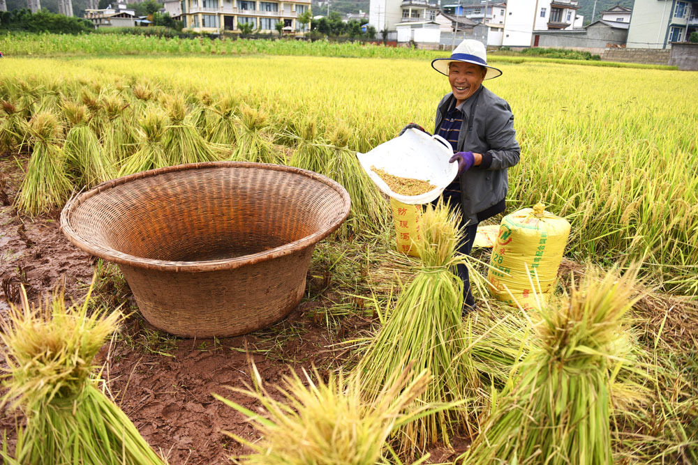 Bumper harvests bring big smiles to farmers across China