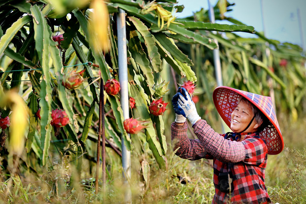 Bumper harvests bring big smiles to farmers across China