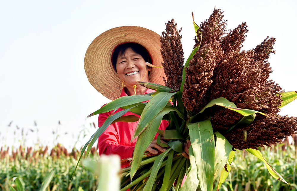 Bumper harvests bring big smiles to farmers across China