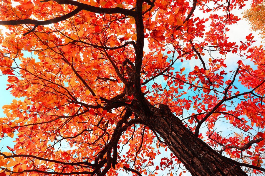 Breathtaking autumn scenery of Greater Hinggan Mountains in Inner Mongolia