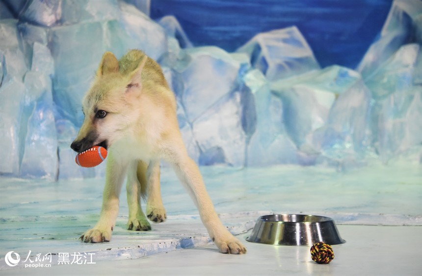 World's first cloned arctic wolf meets public at Harbin Polarpark in China