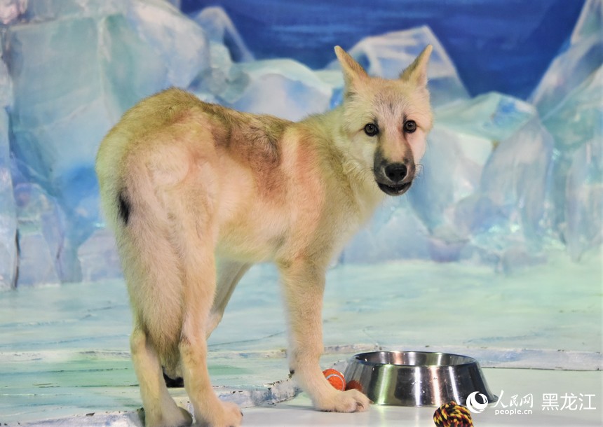 World's first cloned arctic wolf meets public at Harbin Polarpark in China