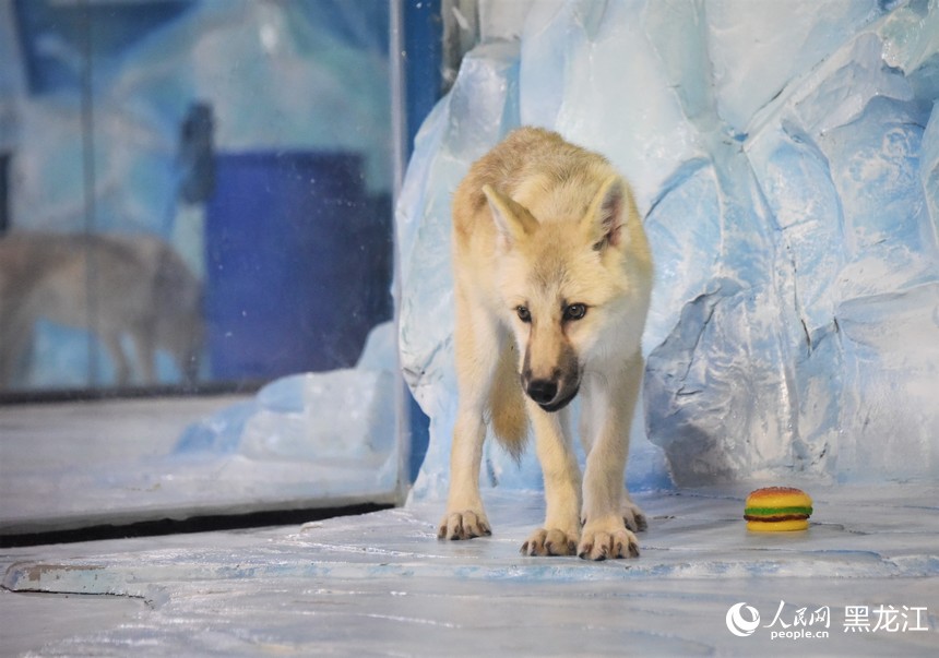 World's first cloned arctic wolf meets public at Harbin Polarpark in China