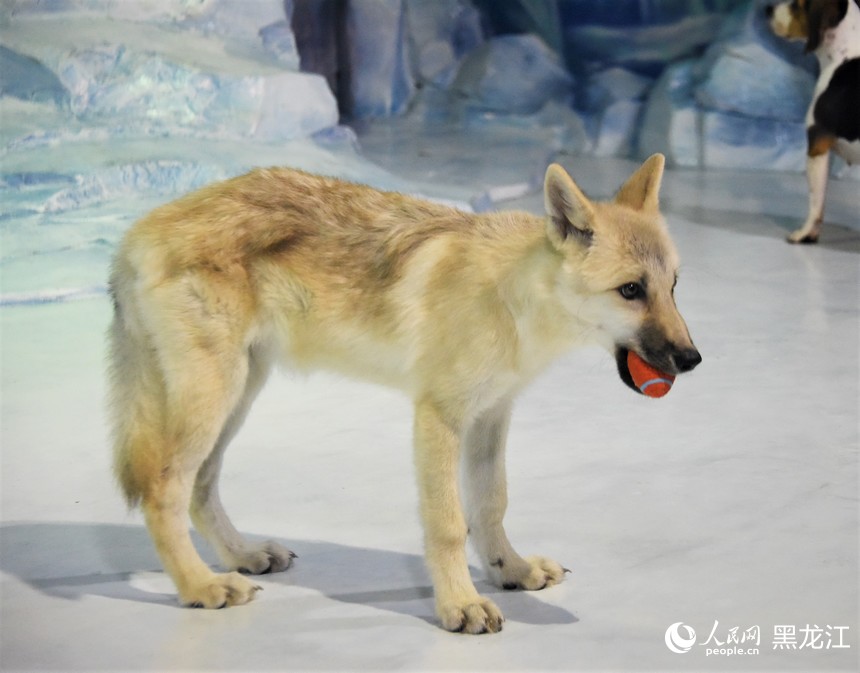 World's first cloned arctic wolf meets public at Harbin Polarpark in China