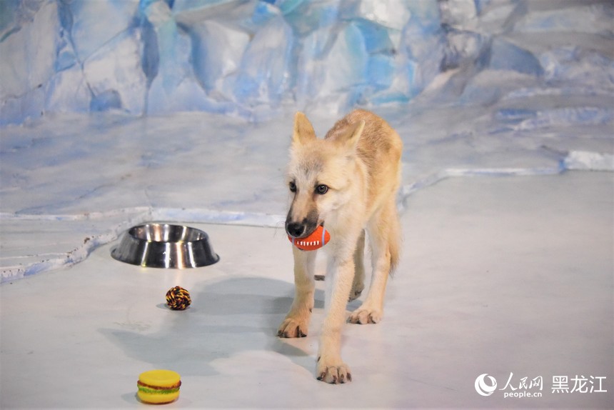 World's first cloned arctic wolf meets public at Harbin Polarpark in China