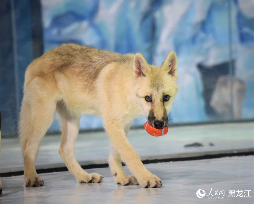 World's first cloned arctic wolf meets public at Harbin Polarpark in China