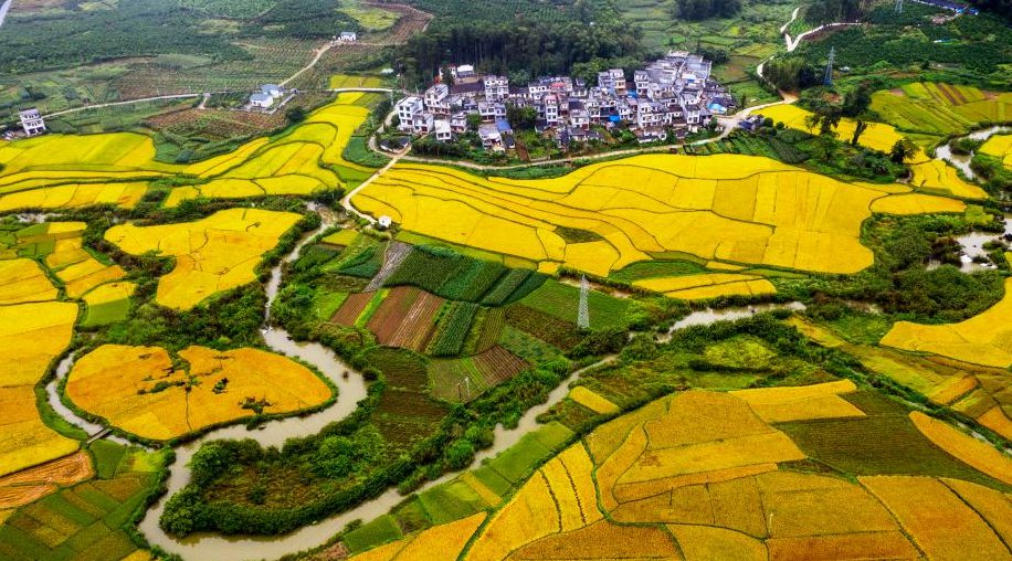 In pics: Autumn harvest across China