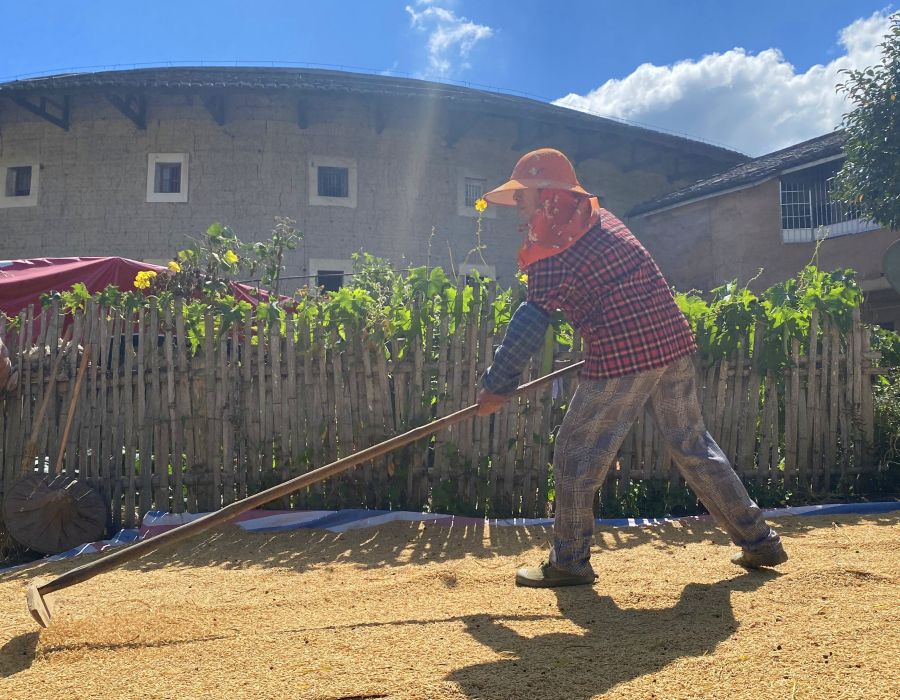 In pics: Golden rice fields and Tulou in SE China's Fujian