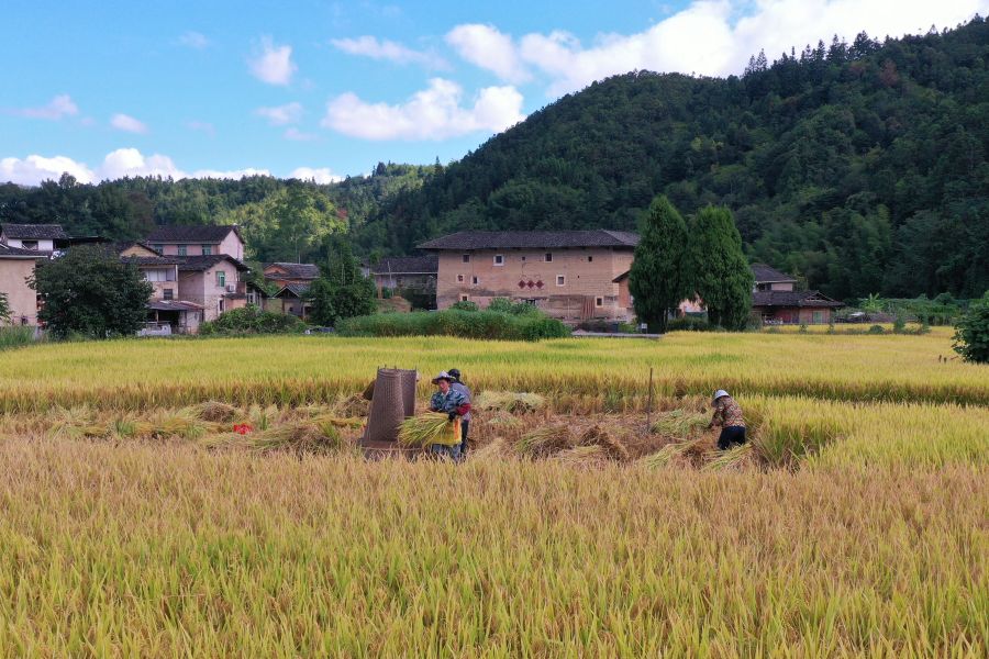 In pics: Golden rice fields and Tulou in SE China's Fujian